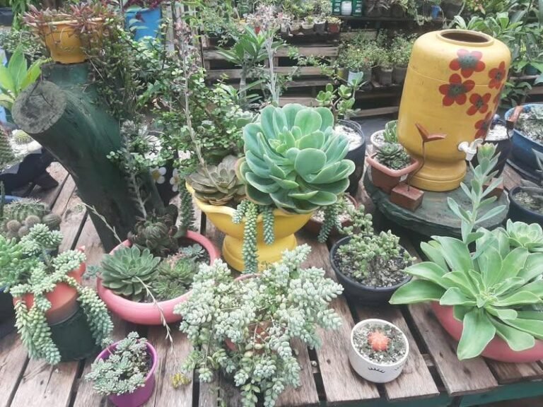 Imagem do WhatsApp de 2025-01-30 à(s) 15.57.13_10c373f2